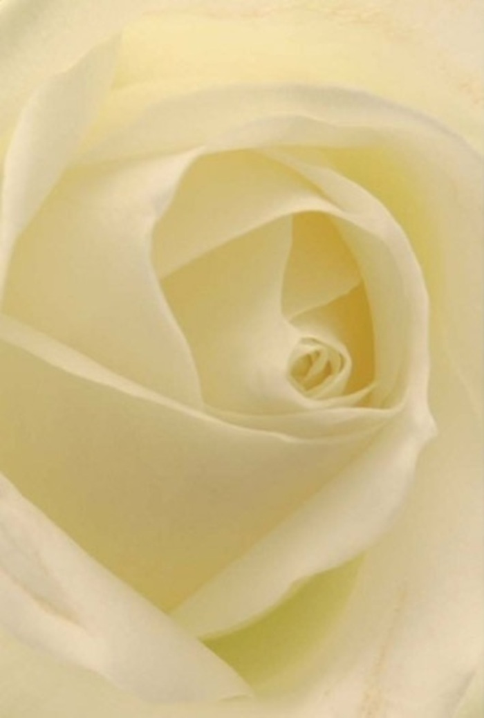 Looking closely at this timeless white rose, it's impossible not to be drawn into the interplay of satin texture and layered spirals, as if the petals themselves are a quiet homage to the stately architecture surrounding Westminster. The creamy whites and gentle creams blend together beneath the diffuse glow of natural light, echoing the elegant simplicity seen in the floral displays around Covent Garden or Victoria Embankment. The outer petals, so fine and near-transparent, give way to deeper folds at the centre, where light and shadow create the illusion of a rose softly illuminated from within. Each swirl is evidence of a careful florist's touch, making this a fitting choice for heartfelt apologies, romantic moments, or the pure expressions that accompany wedding ceremonies near Whitehall or in Westminster's grand registry spaces. The rose glows with a tranquil presence, its form embodying both purity and resilience - subtle, sophisticated, and ever-appropriate for marking both new beginnings and tender farewells. The scent, while unseen, is almost tangible: exquisitely light, clean, and reminiscent of a refreshing spring shower. Here, in the hands of someone passionate about local crafting and symbolism, the rose becomes so much more than a flower - it is an emblem of Westminster's timeless grace, ready to be delivered with care to every cherished address.